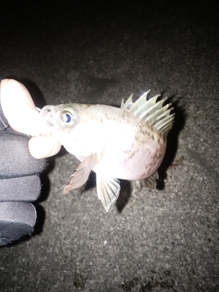 活性が上がってきた？