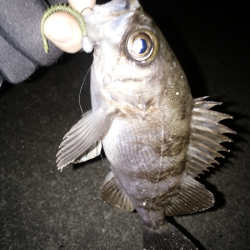 活性が上がってきた？