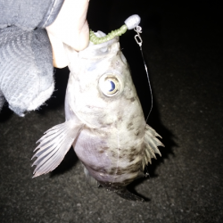 活性が上がってきた？