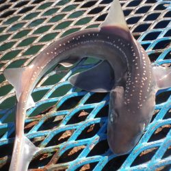 オリジナルメーカー海づり公園(市原市海づり施設) 釣果