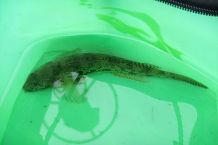 オリジナルメーカー海づり公園(市原市海づり施設) 釣果