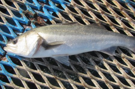 オリジナルメーカー海づり公園(市原市海づり…