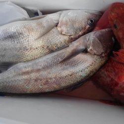 遊漁船 新鋭丸 釣果