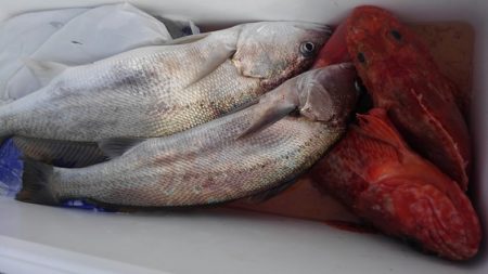 遊漁船 新鋭丸 釣果