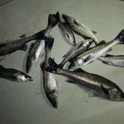 TOPGUN名古屋 釣果