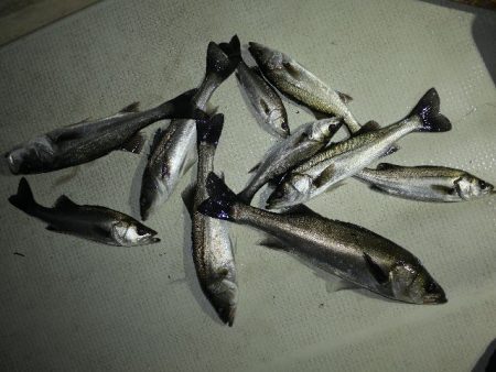 TOPGUN名古屋 釣果