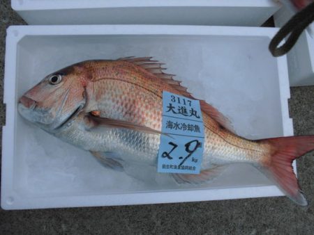 大進丸(新潟) 釣果