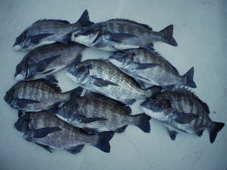 TOPGUN名古屋 釣果