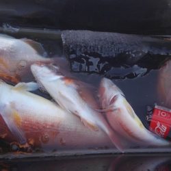 遊漁船 新鋭丸 釣果