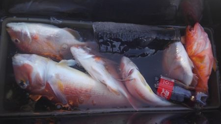 遊漁船 新鋭丸 釣果