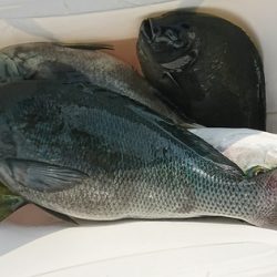しば渡船 釣果