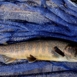 小菅トラウトガーデン 釣果