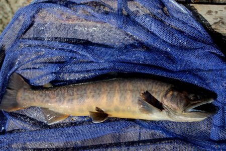 小菅トラウトガーデン 釣果