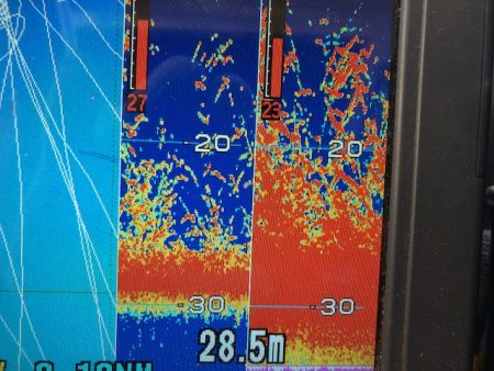 深川 吉野屋 釣果