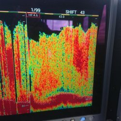 深川 吉野屋 釣果