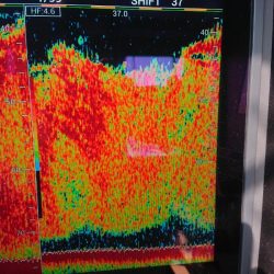 深川　吉野屋 釣果