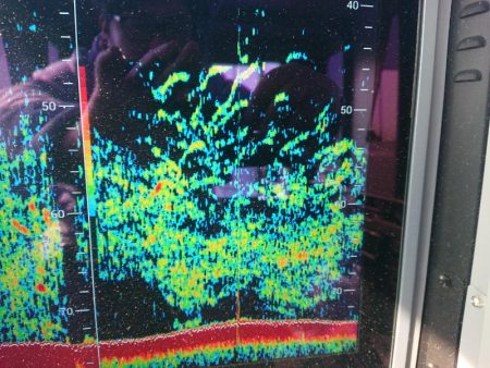 深川　吉野屋 釣果