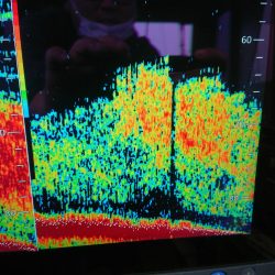 深川 吉野屋 釣果