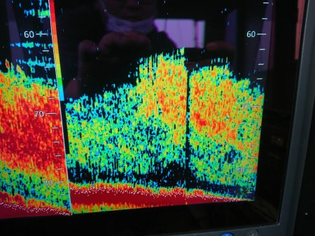 深川 吉野屋 釣果