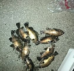 フィッシングガイド りょう 釣果