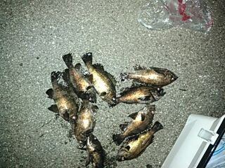 フィッシングガイド りょう 釣果