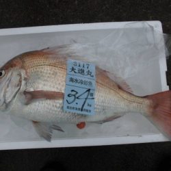 大進丸(新潟) 釣果