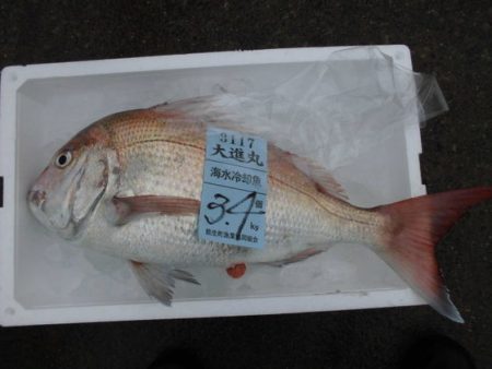 大進丸(新潟) 釣果