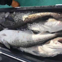 広進丸 釣果