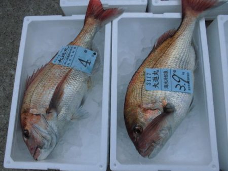 大進丸(新潟) 釣果