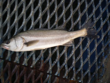 オリジナルメーカー海づり公園(市原市海づり…
