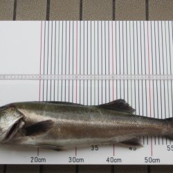 オリジナルメーカー海づり公園(市原市海づり施設) 釣果