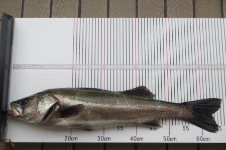 オリジナルメーカー海づり公園(市原市海づり施設) 釣果