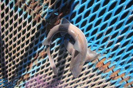 オリジナルメーカー海づり公園(市原市海づり施設) 釣果