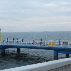 オリジナルメーカー海づり公園(市原市海づり施設) 釣果