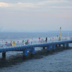 オリジナルメーカー海づり公園(市原市海づり施設) 釣果