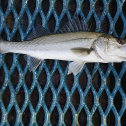 オリジナルメーカー海づり公園(市原市海づり施設) 釣果