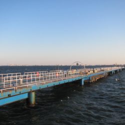 オリジナルメーカー海づり公園(市原市海づり施設) 釣果