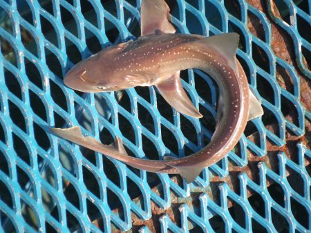 オリジナルメーカー海づり公園(市原市海づり施設) 釣果