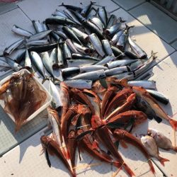 ふじしめ丸 釣果