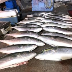 幸風（さちかぜ） 釣果