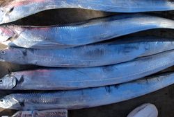 久里浜黒川本家 釣果