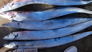 久里浜黒川本家 釣果