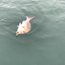 白墨丸 釣果