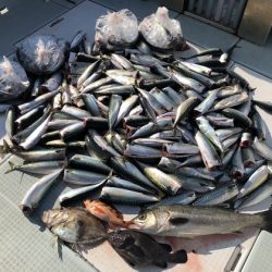 ふじしめ丸 釣果