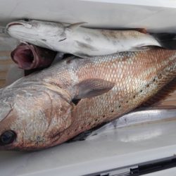 遊漁船 新鋭丸 釣果