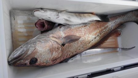 遊漁船 新鋭丸 釣果