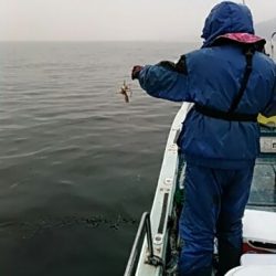 フィッシングガイド りょう 釣果