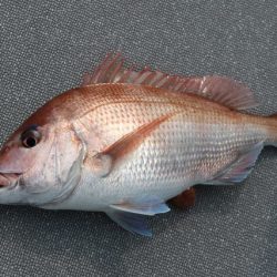 へいみつ丸 釣果