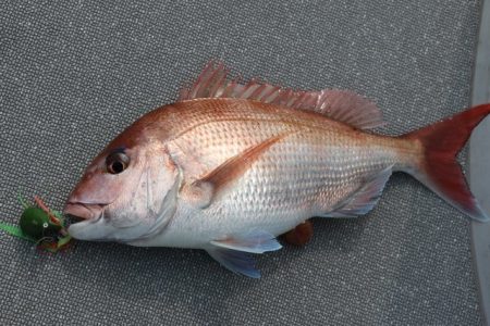 へいみつ丸 釣果