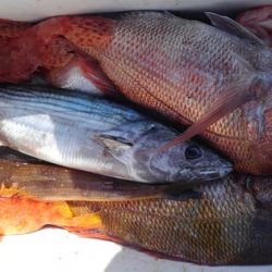 遊漁船 新鋭丸 釣果